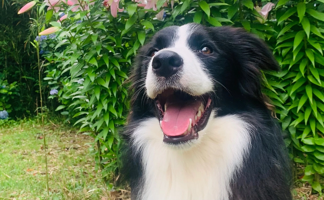 救助犬・捜索犬写真付きご支援感謝のメール