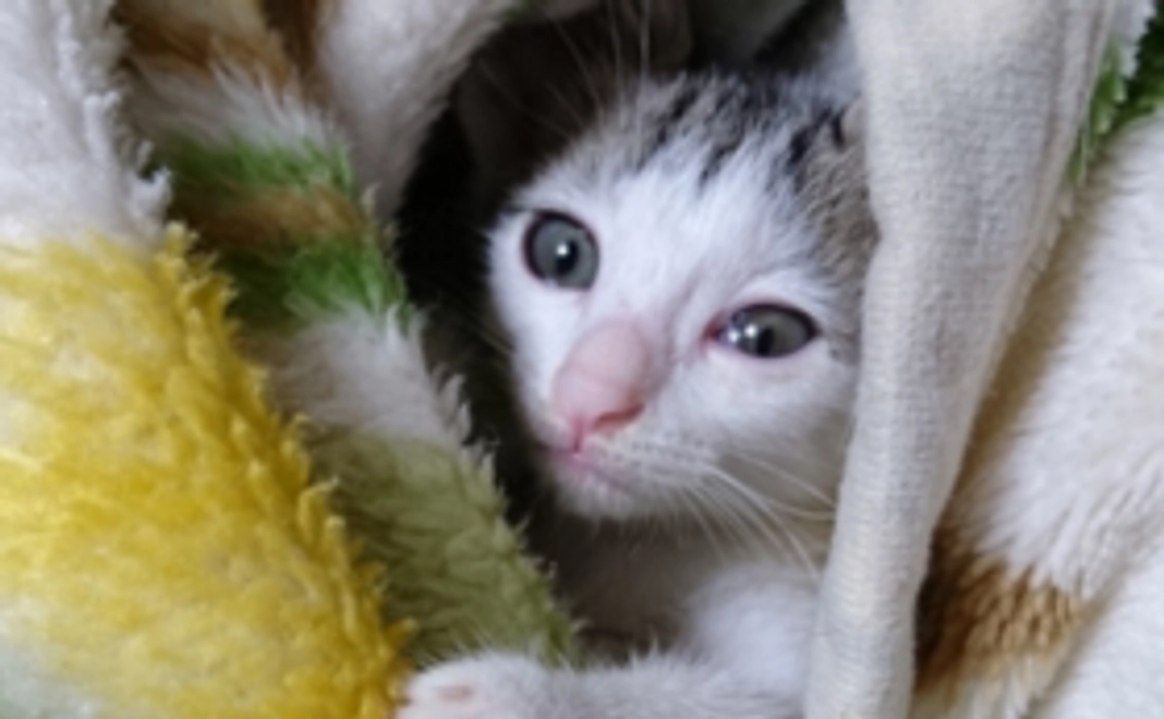 【おすすめ】猫ちゃんたちのオフショットで応援！コースA