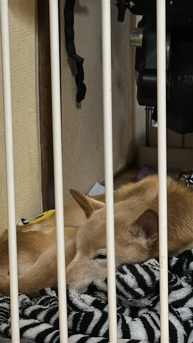 しろくまに2つ目試練😢