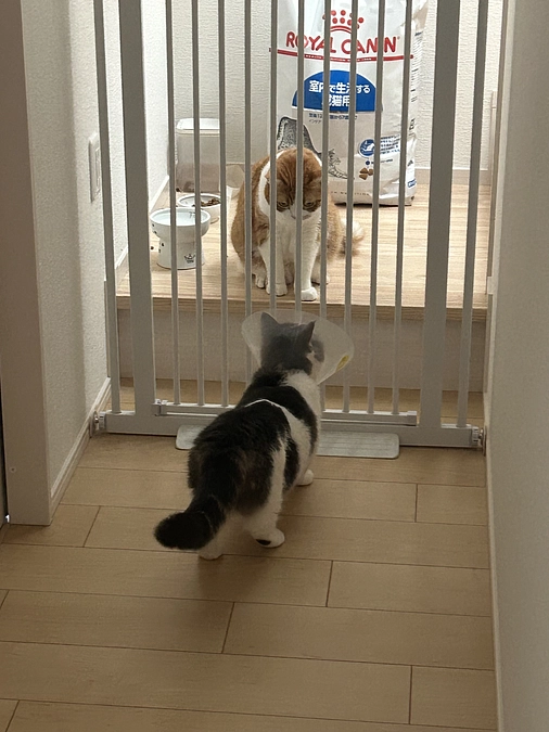 明日、ついに兄猫にあえるよー！