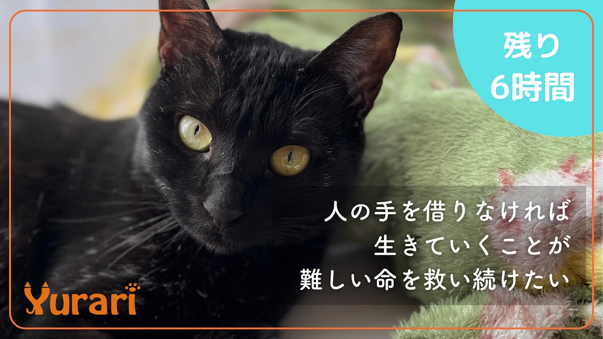 【あと6時間！】最終日！最後まで応援の気持ちを届けていただき感謝いたします！