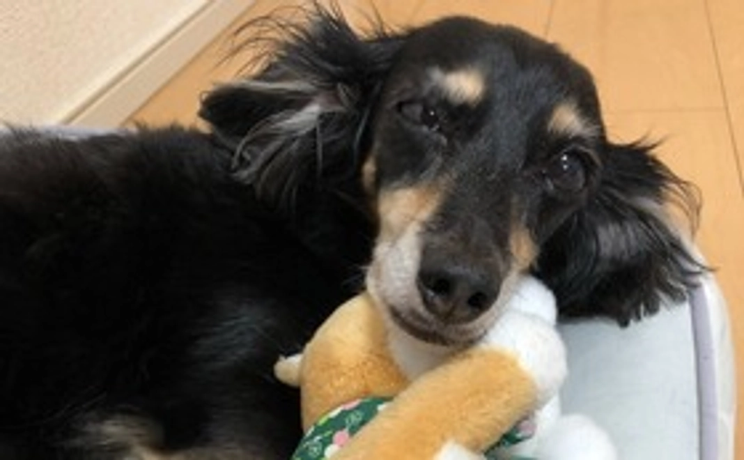 ココアへの応援　その２