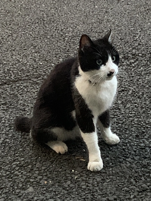 開放型シェルター案のその後と代替え案のご報告