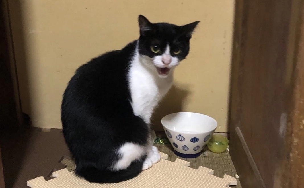 猫たちのご支援スペシャル