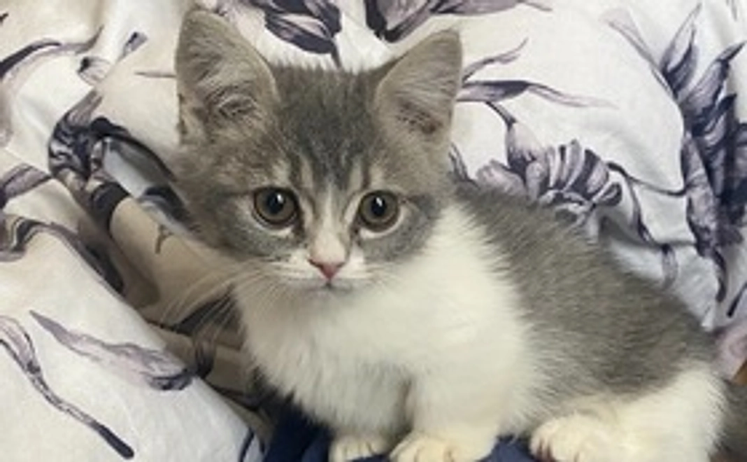 全力応援(リターン不要）500円コース