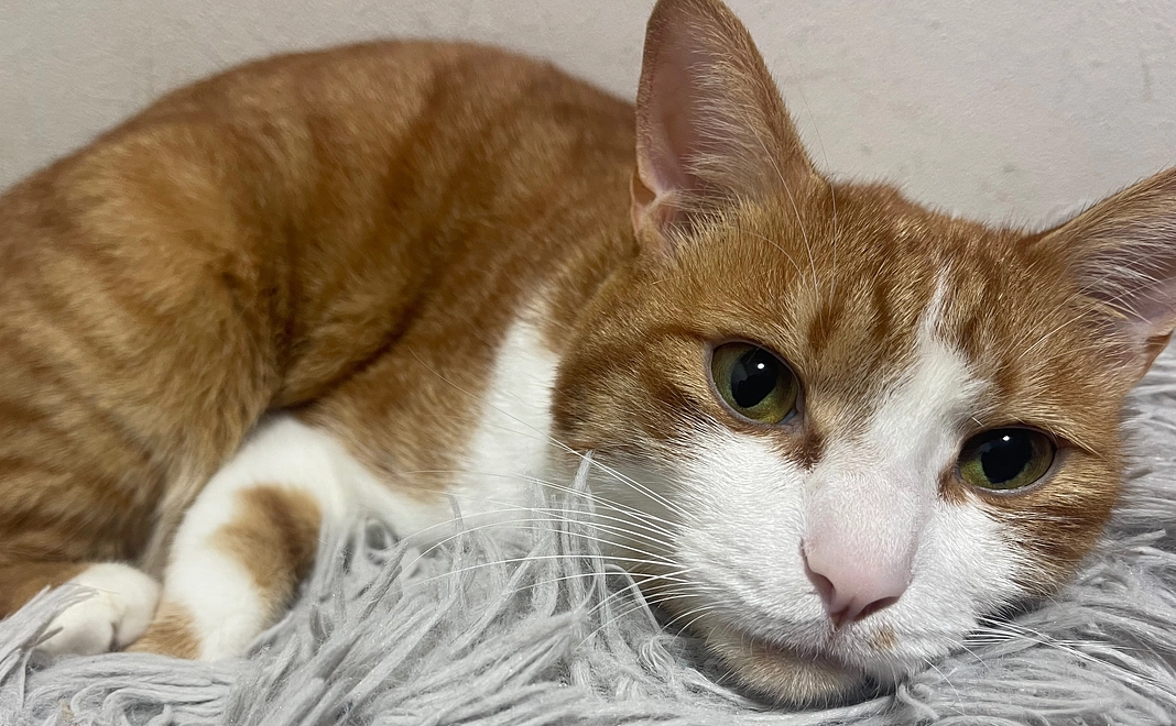 感謝のメッセージ