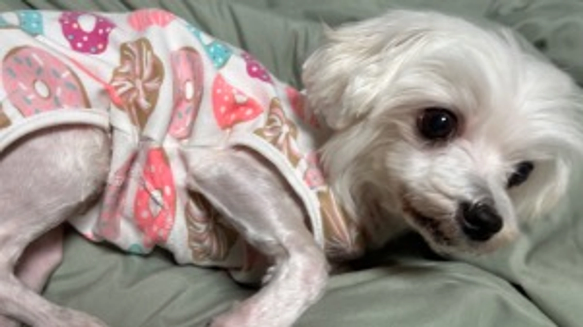 リターンのメッセージと物品をお送りさせていただきました。