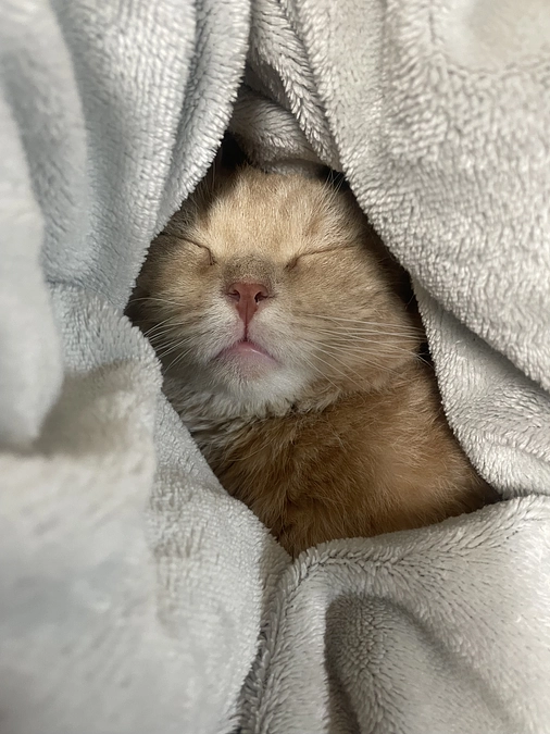 【残り16日】42名の方から295500円のご支援をいただくことができました