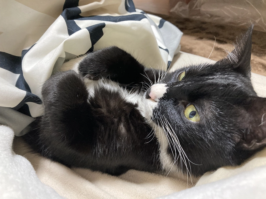 プロジェクト残り1日