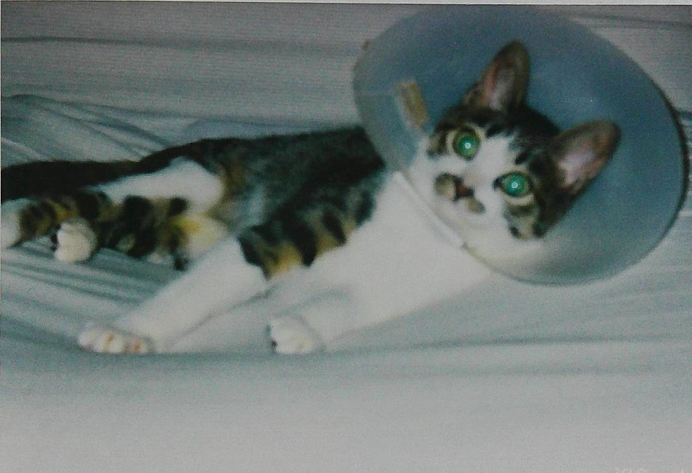 シロたんとしたかったこと　その1