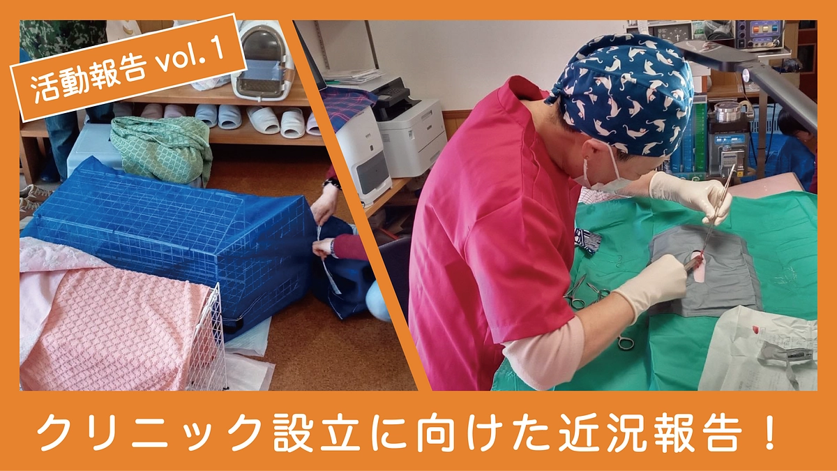 【避妊・去勢手術に関する報告 Vol.1】先週も猫ちゃんの手術をしました