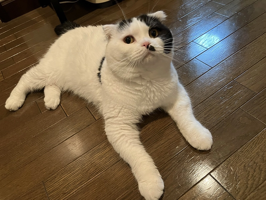 宜しくお願いします