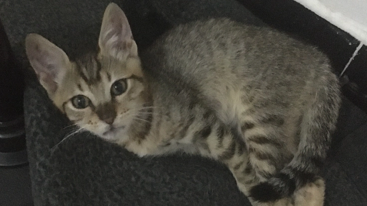 重いドアに挟まれ障害の残ってしまった子猫保護に支援ください！