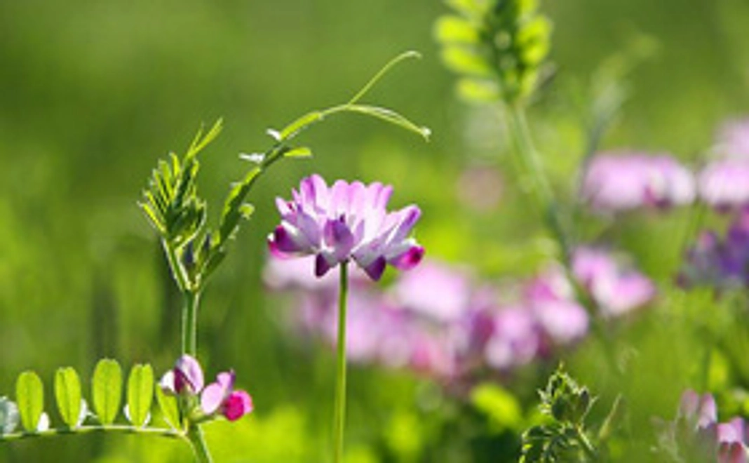 里山DVDと里山米のセット