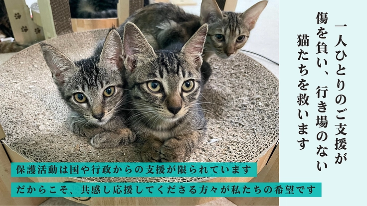 心や体に傷を負い行き場を失った猫たちの『いのち』を最期まで守る為に 7枚目