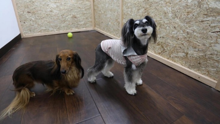 名古屋初!24時間対応のペットホテル&サロンに送迎専用車を!