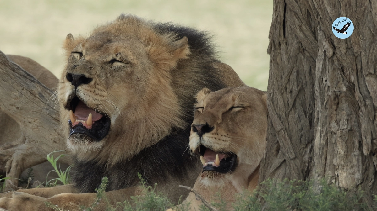 African wildlife March 18-19, 2025