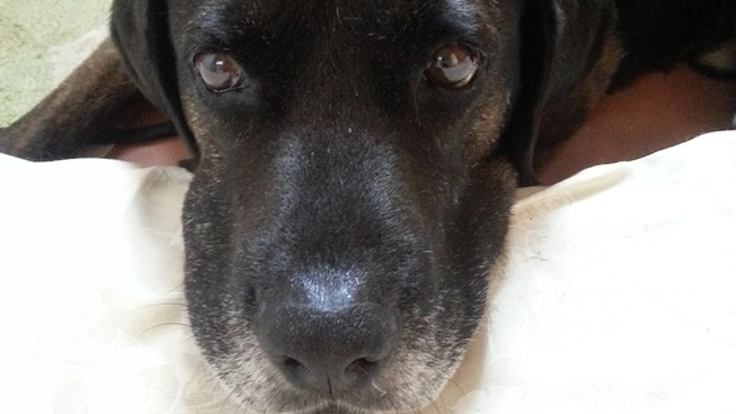 老齢と病気で捨てられていたペッパーに手術をして救いたい！