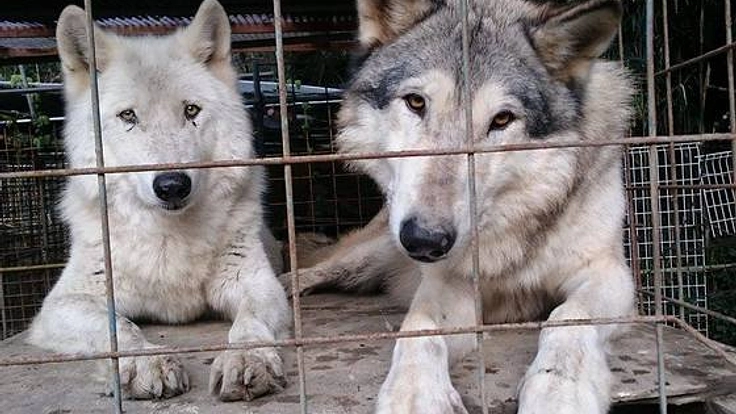 老朽化した施設を修繕し、13頭のウルフドッグ達を保護したい！