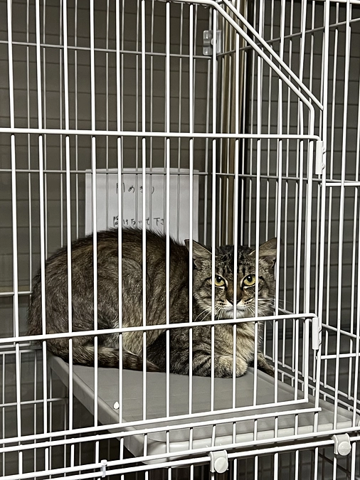 シェルター、稼働開始です！