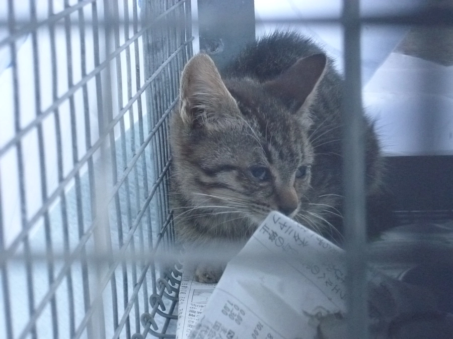 かわいそうだけでは助けられない　野良猫さんのこと⑩