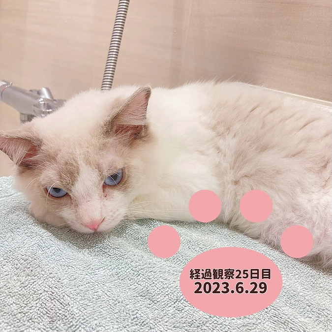 経過観察25日目(2023.6.29)