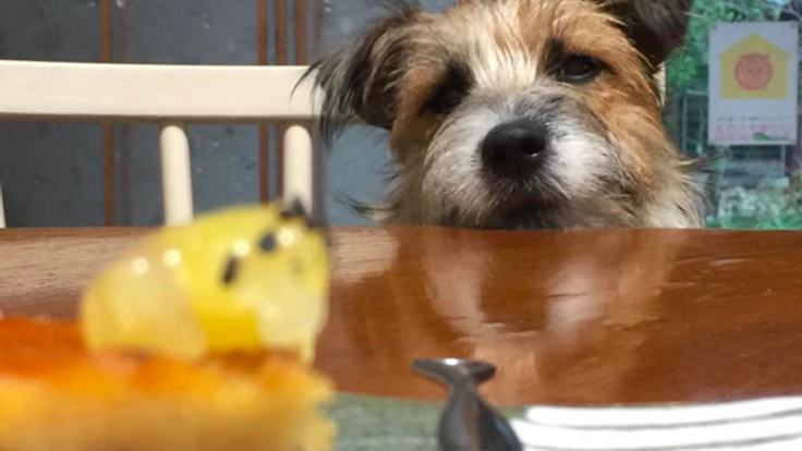 【国内初】ペット生活資金信託による終生の家にカフェを作りたい