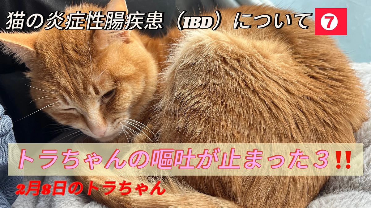 猫の炎症性腸疾患（IBD）について❼
