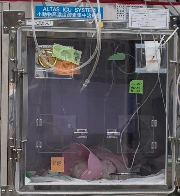 🚨クラファン終了まで残り19日。🚨 術後のマリの様子🌼