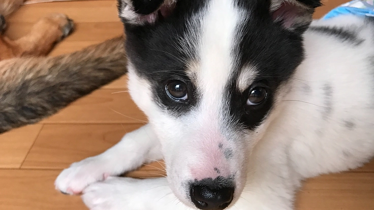 しっぽの職場計画