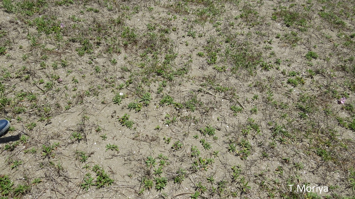 シロチドリの卵に気づくことは難しい