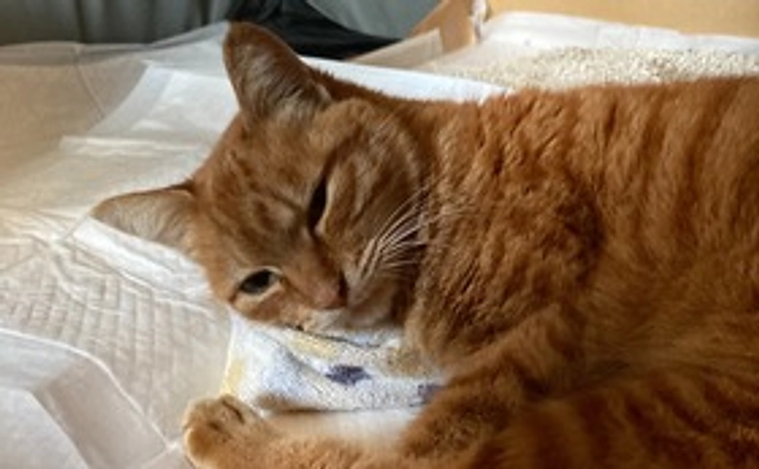 小梅ファイト　感謝のメールと画像