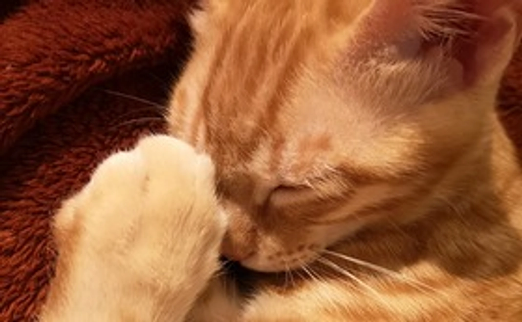 ちい太の応援　1000円