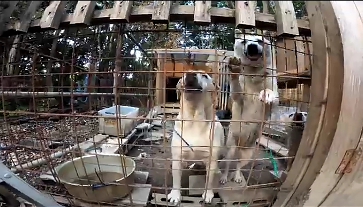 ご報告　多頭飼育崩壊の山の40頭の犬たちのうち4頭を避妊手術ができることになりました