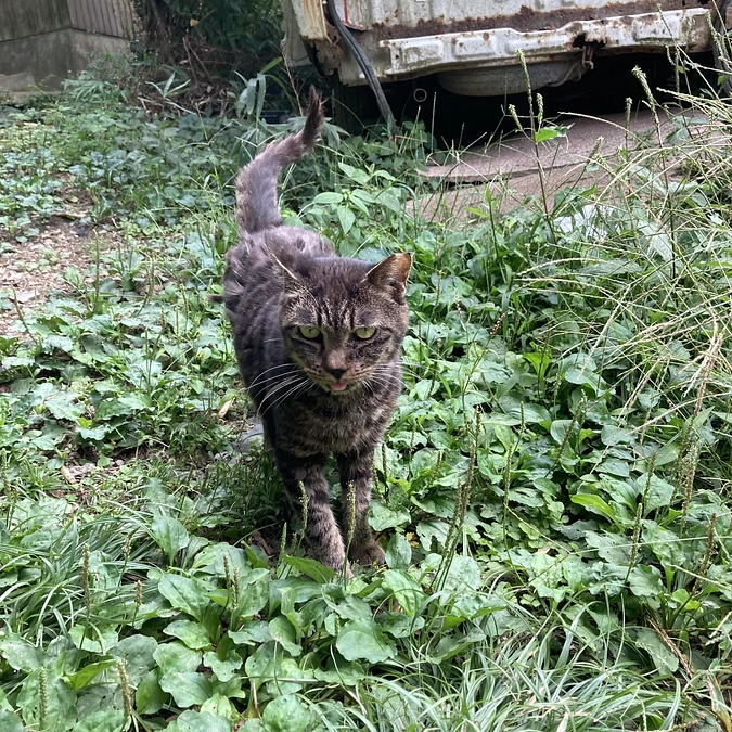 ひまわりが久しぶりに姿を見せてくれました！