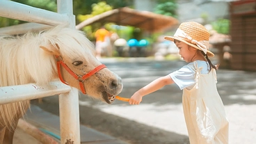 児童養護施設を支援！馬とのふれあいで子供たちを笑顔にしたい のトップ画像