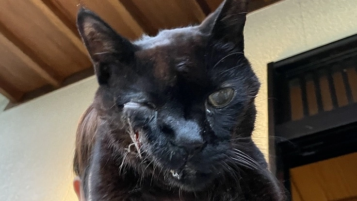 扁平上皮癌を患っている愛猫を助けてください