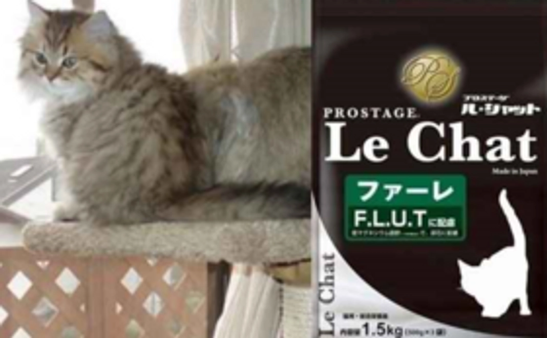 【商品支援コース】保護猫の未来の為にご協力を