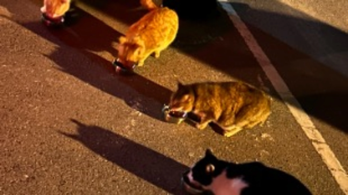 ご飯を待つ地域猫