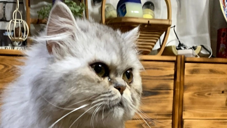 難病FIPの寛解に向けて、メイ頑張ってます。応援お願いします!