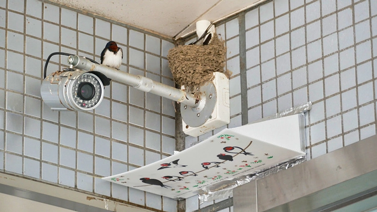 ツバメの子育てを守る活動