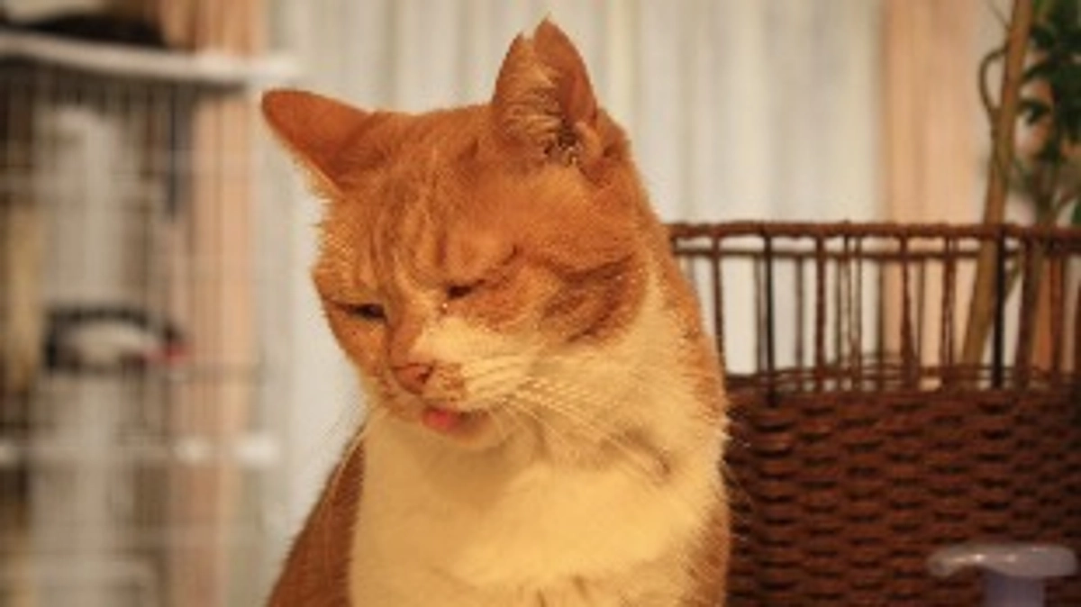 保護猫の抜歯も終わりました！