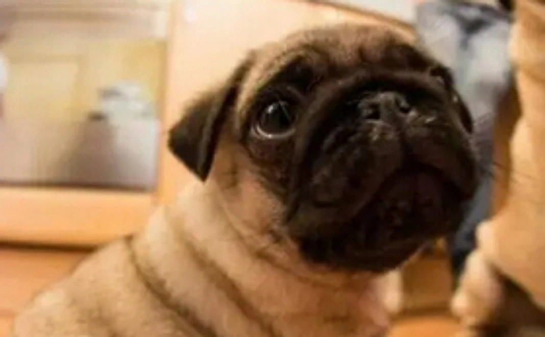 リターン不要のご支援(1000円)