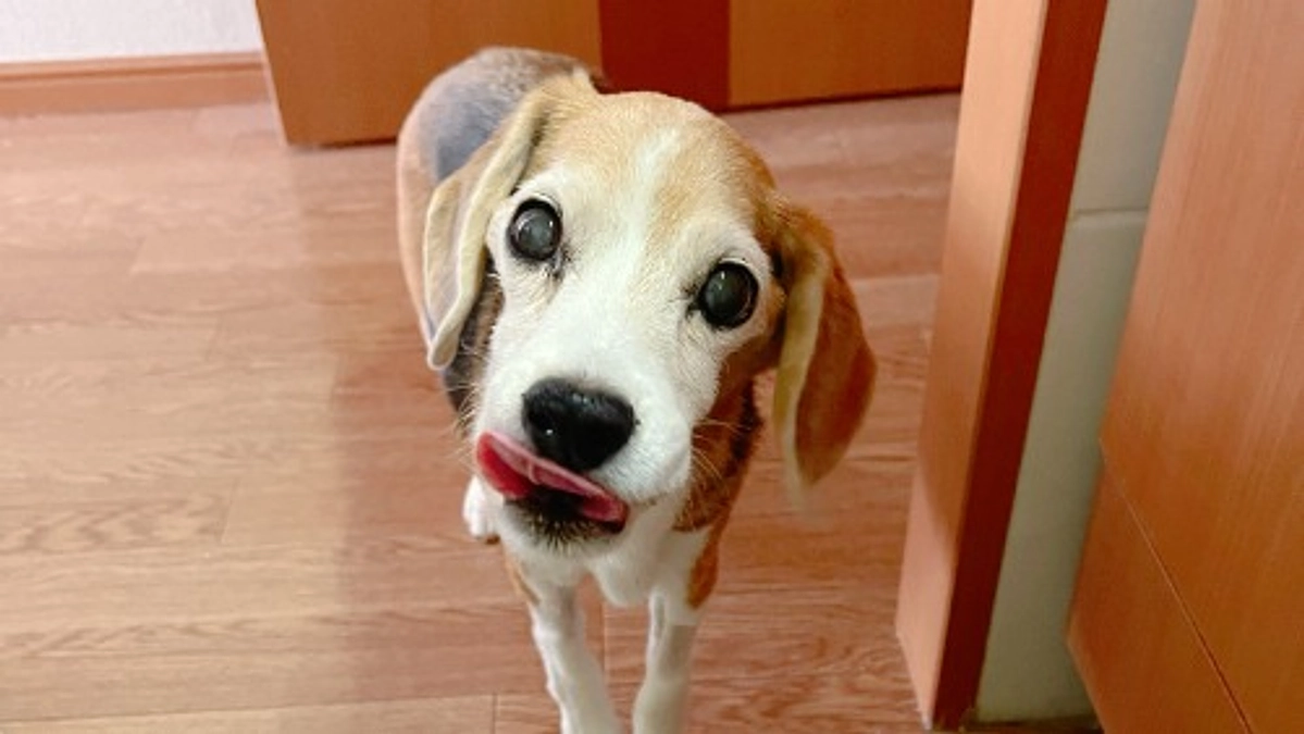 11/4 試行錯誤の手作り食で、なんと体重キープ！！