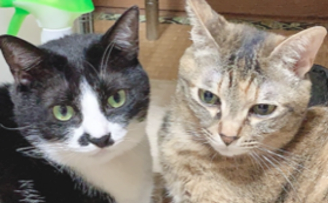 緊急応援☆ステージ4から脱出コース