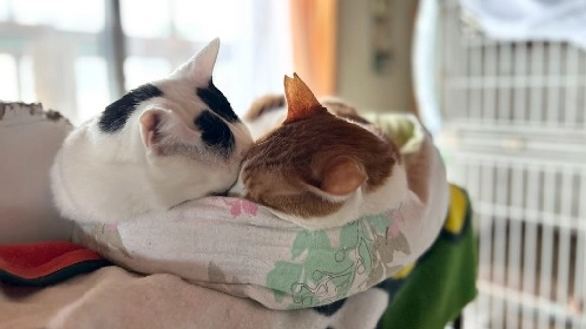 目まぐるしい年が始まりました