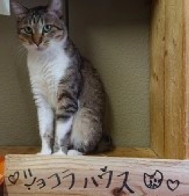 【今日のシェルター】6月2日　雨でも仔猫は元気