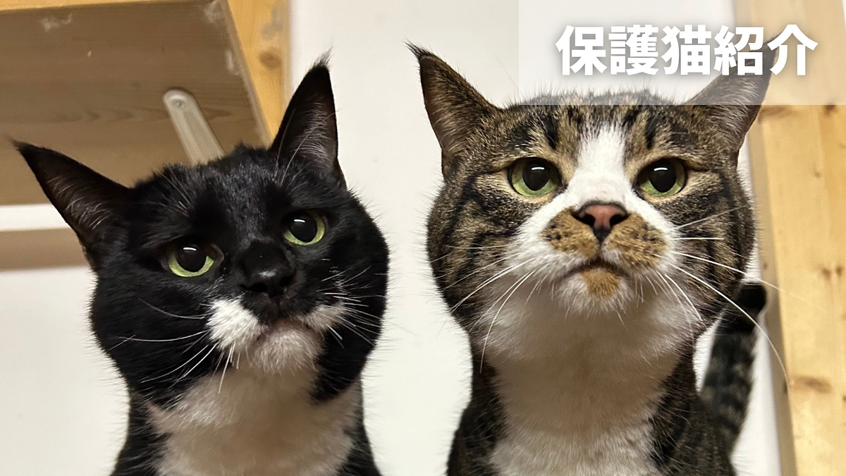 パウズ保護猫紹介 Part2