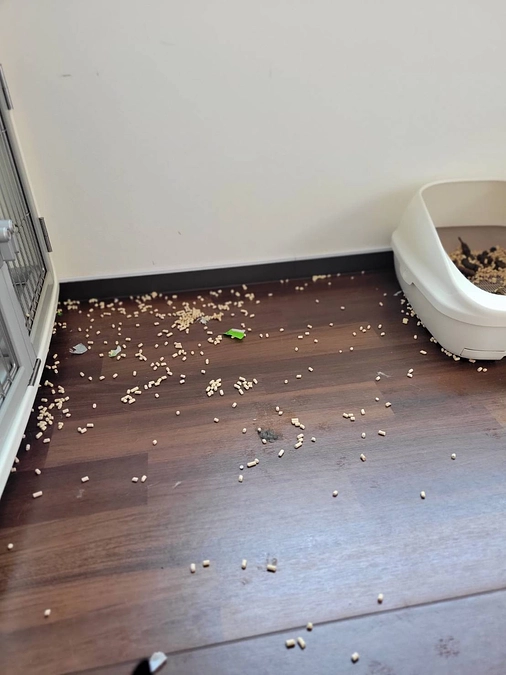 毎日の清掃の様子　綺麗好きの猫たちのために…