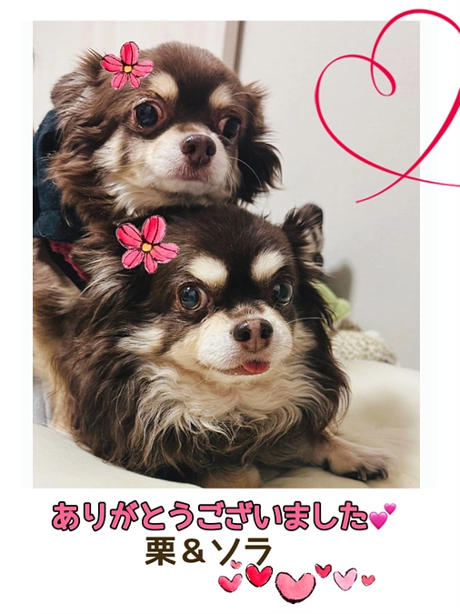 プロジェクトの終了 ❤︎ 皆様 本当にありがとうございました‼︎